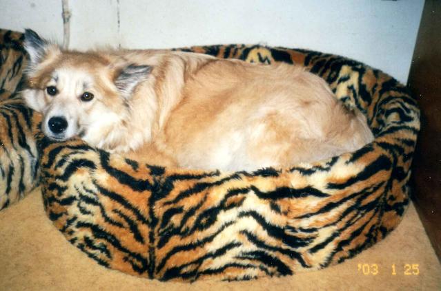 Reppulin Melian odottaa